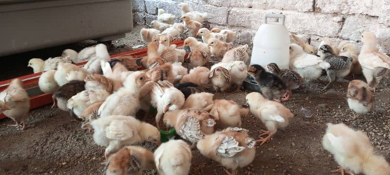 healthy and active A+ quality mesri golden chicks 3