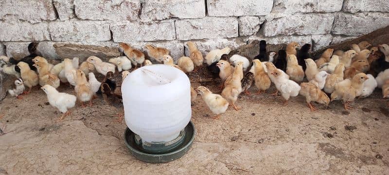 healthy and active A+ quality mesri golden chicks 4