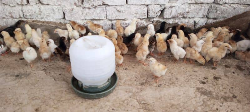 healthy and active A+ quality mesri golden chicks 5