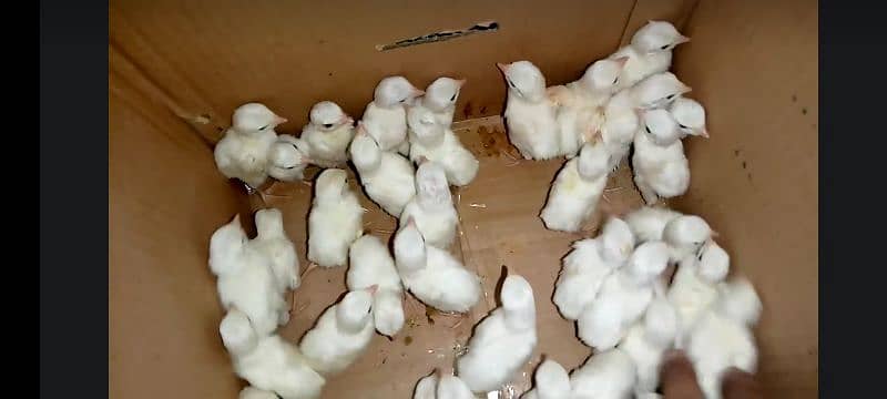 healthy and active A+ quality mesri golden chicks 7