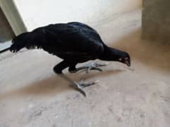 thai dragan hen and thai pkayo male age four month healthy and active.