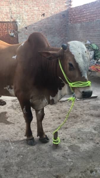 beautiful white and brown bull 0