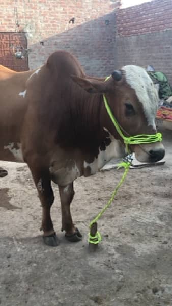 beautiful white and brown bull 1