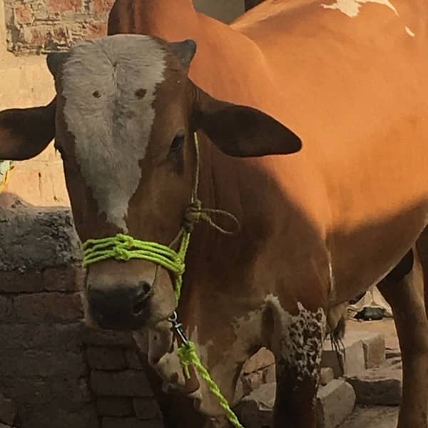 beautiful white and brown bull 3