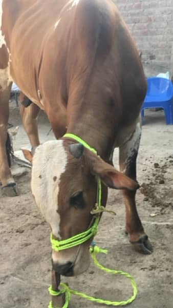 beautiful white and brown bull 6