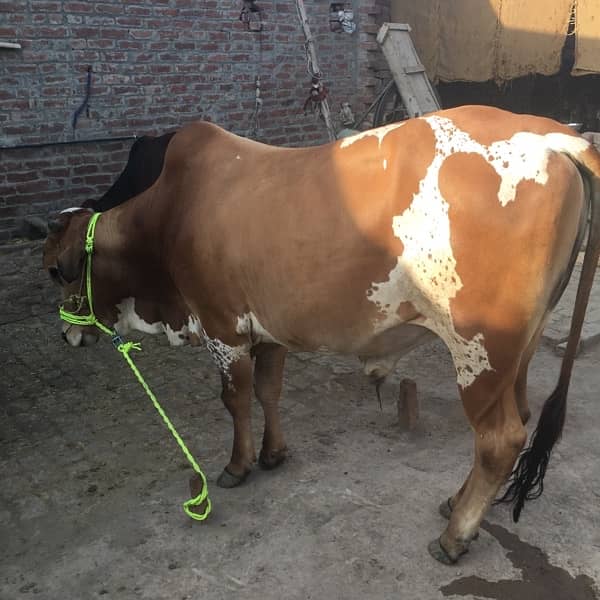 beautiful white and brown bull 8