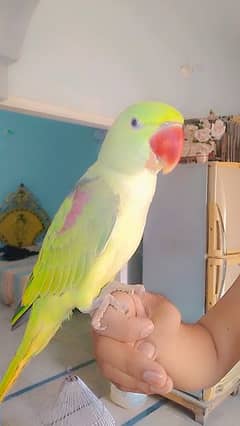 GREEN RAW / PAHARI PARROT TALKING ALL THE DAY IN CAGE