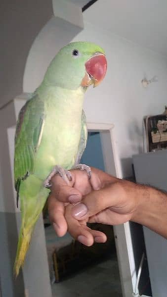 GREEN RAW / PAHARI PARROT TALKING ALL THE DAY IN CAGE 1