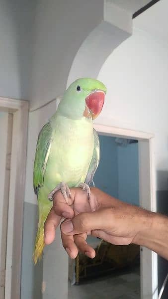 GREEN RAW / PAHARI PARROT TALKING ALL THE DAY IN CAGE 2