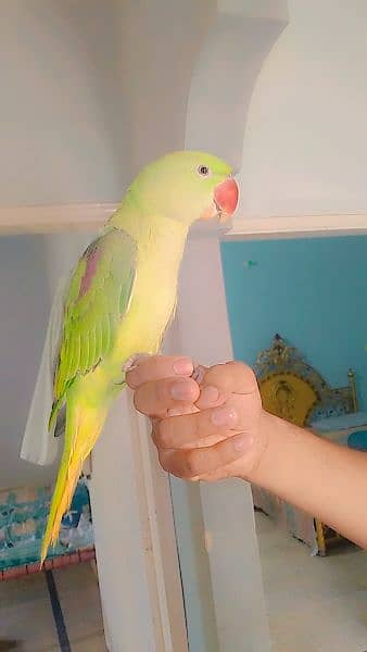 GREEN RAW / PAHARI PARROT TALKING ALL THE DAY IN CAGE 3