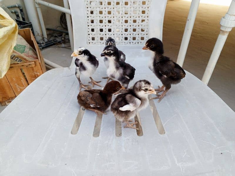 high Quality mushka lasani chicks available 4