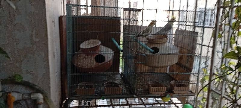 Cockatiel with cage 2