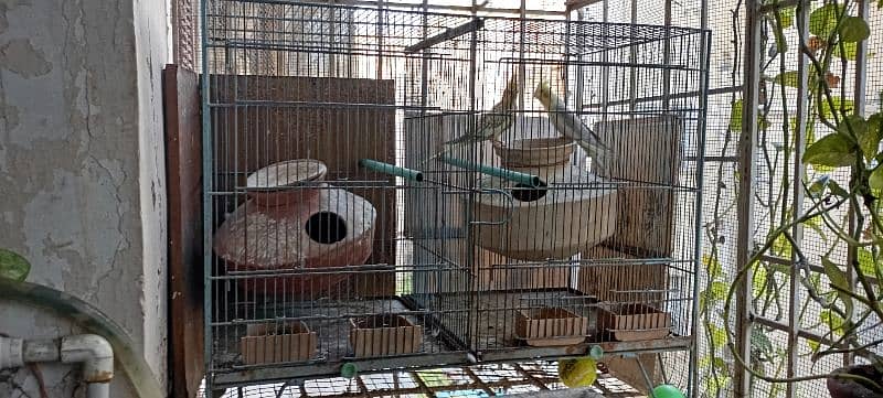 Cockatiel with cage 3
