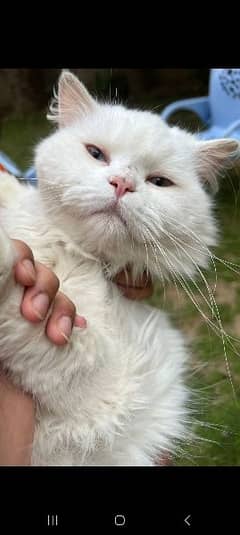 white Male persion cat