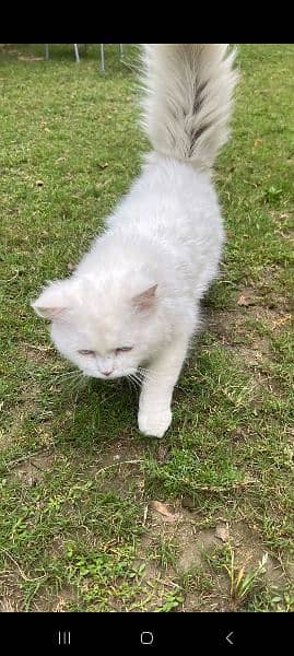 white Male persion cat 1