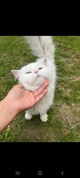 white Male persion cat 2