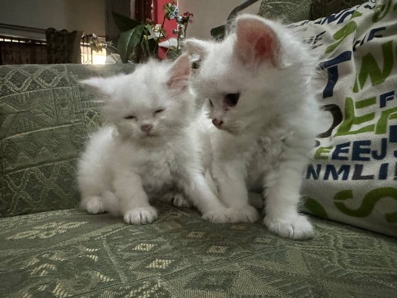 White persian kittens 0