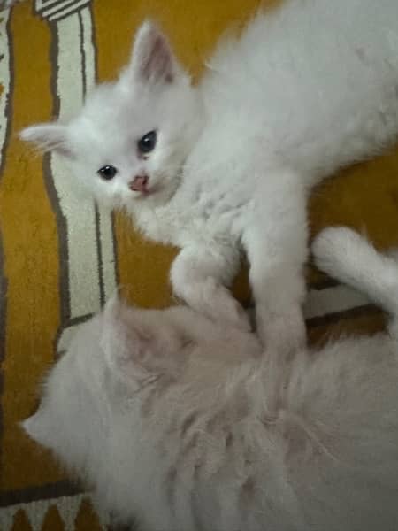 White persian kittens 2