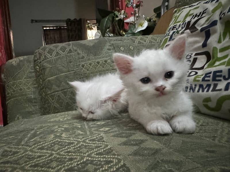 White persian kittens 4