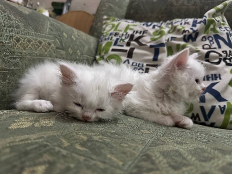 White persian kittens 5