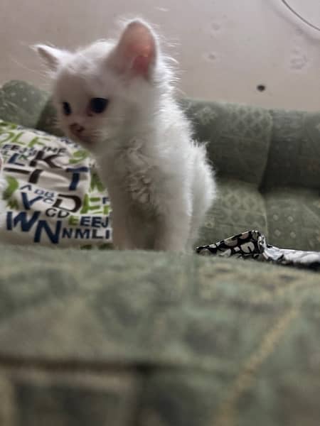 White persian kittens 6