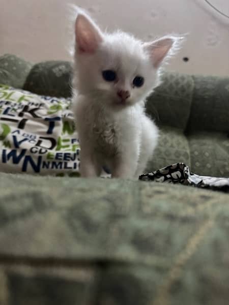 White persian kittens 7