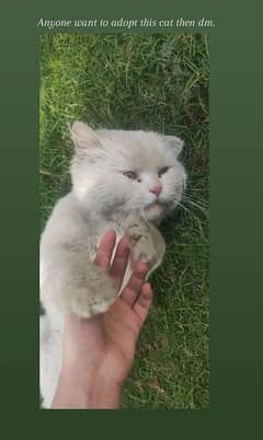 1 Male Persian cat free of cost