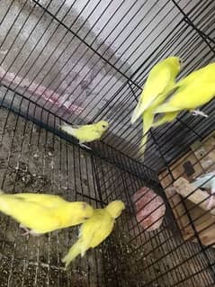 Selling parrots with babies