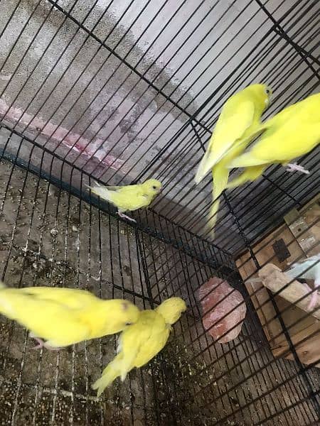 Selling parrots with babies 0