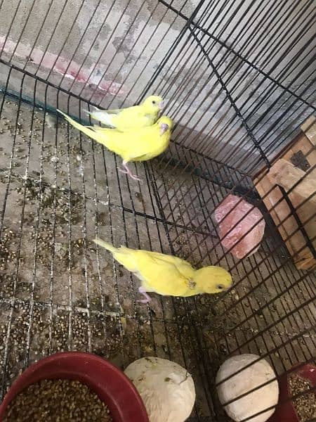 Selling parrots with babies 1