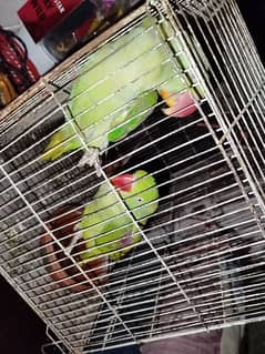 Raw parrot pair with cage