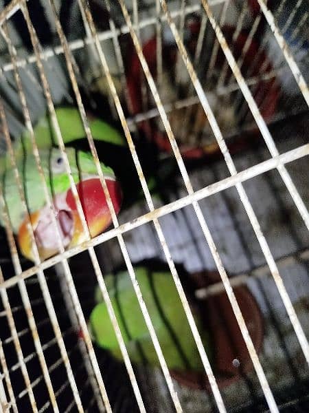 Raw parrot pair with cage 1