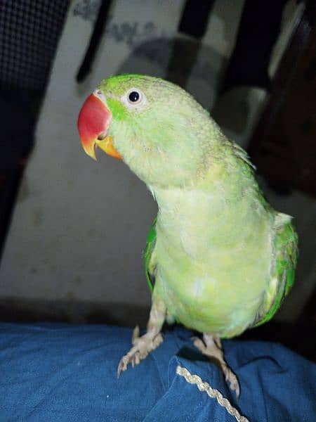 Raw parrot pair with cage 2