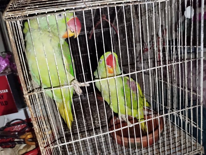 Raw parrot pair with cage 3