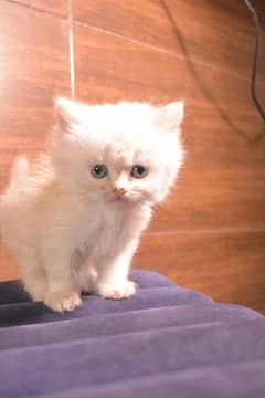 3 months old Persian cat white color potty trained playfully