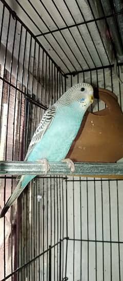 budgies male