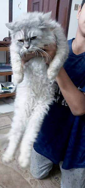 Persian Fe-male tamed Vaccinated Cat , Age 1 year, Liter trained 1