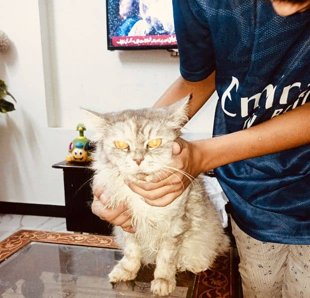 Persian Fe-male tamed Vaccinated Cat , Age 1 year, Liter trained 6