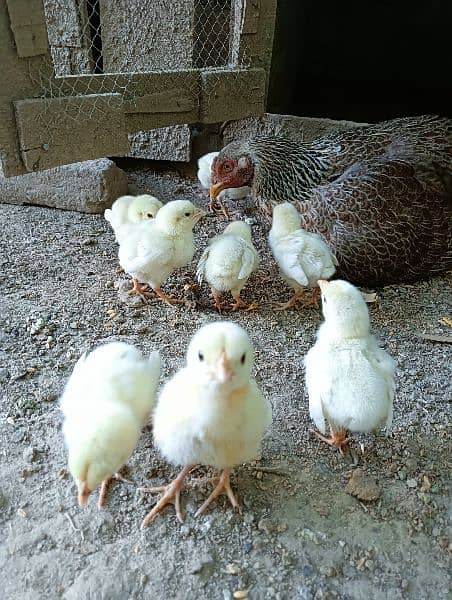 Heera Aseel Chicks 6