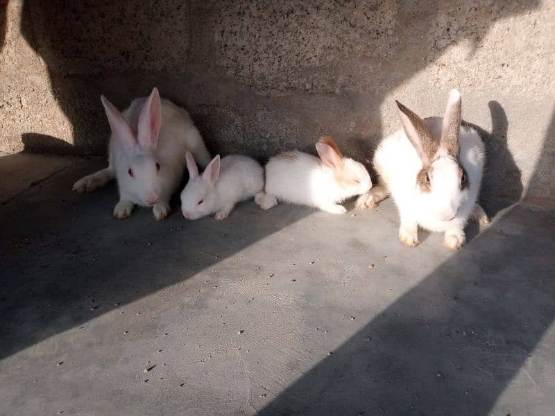 rabbits 1
