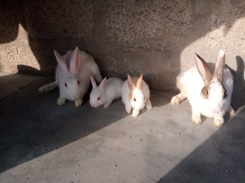 rabbits 2