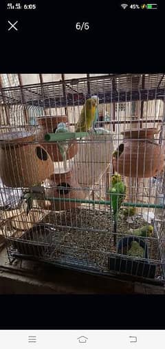 budgies with cage