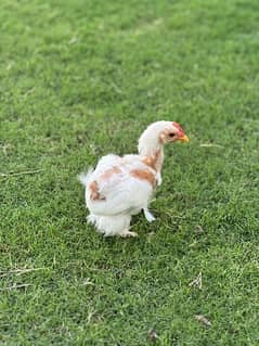 fancy hen chiks available 0