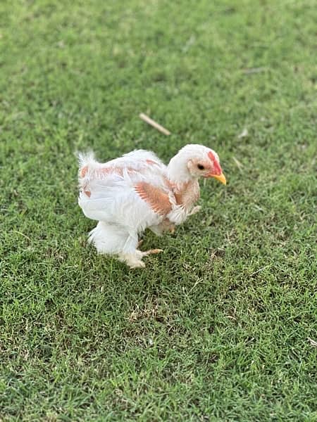 fancy hen chiks available 2