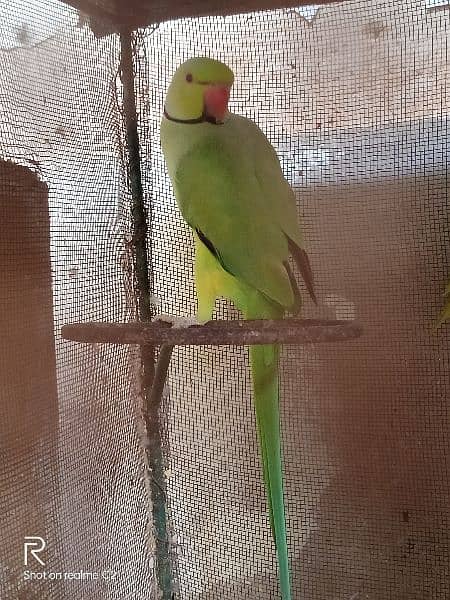 Ringneck 1 breeder pair and 1 breeder female for sale 0