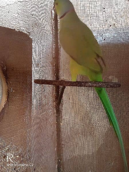 Ringneck 1 breeder pair and 1 breeder female for sale 1