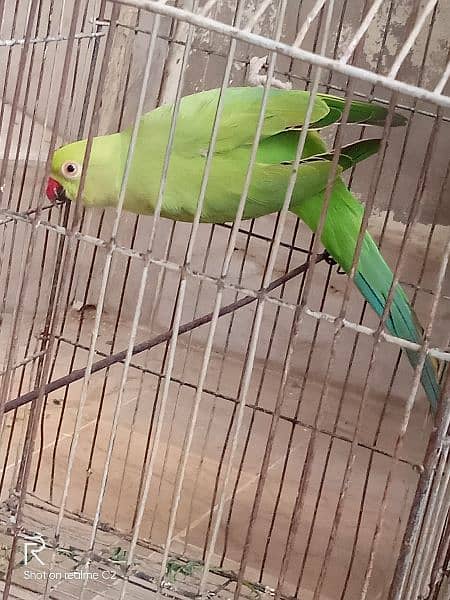 Ringneck 1 breeder pair and 1 breeder female for sale 4