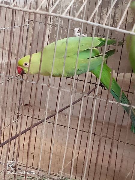 Ringneck 1 breeder pair and 1 breeder female for sale 5