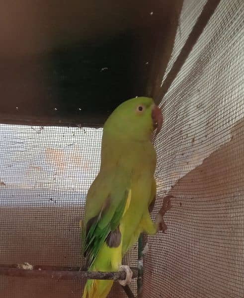 Ringneck 1 breeder pair and 1 breeder female for sale 6