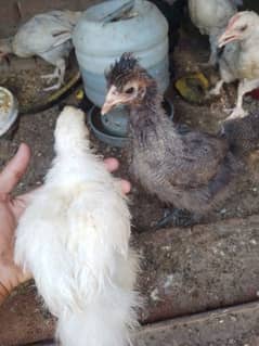 Fency chicks and adult miliflower pair for sale 0